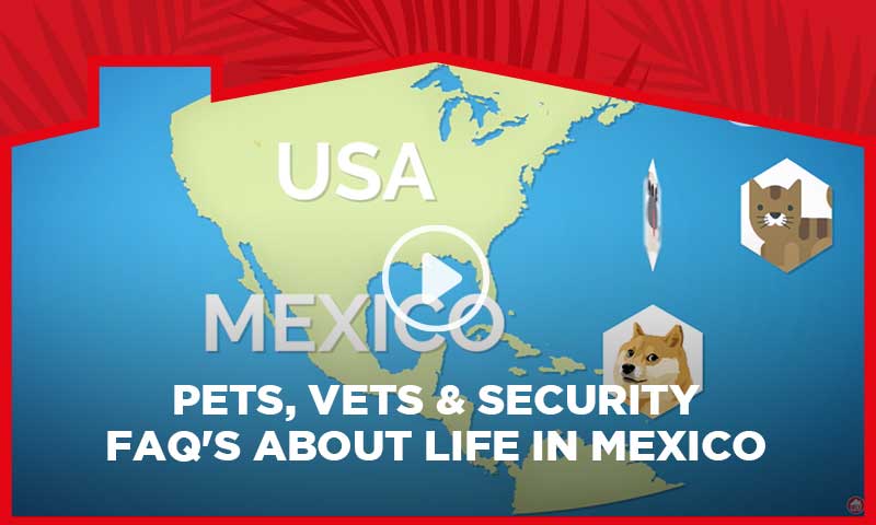 Pets, Vets & Security - FAQ's about life in Mexico
